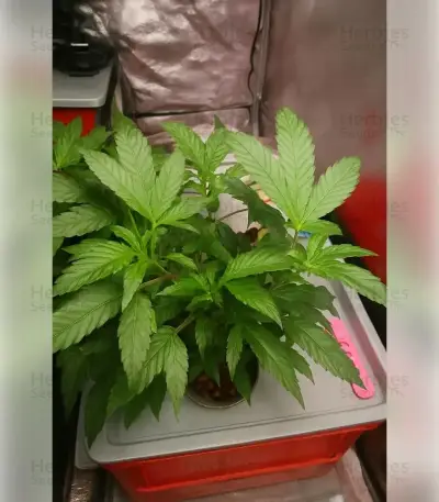 Blue Skunk Seeds