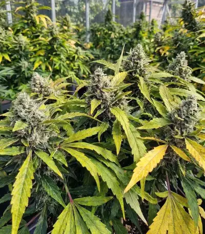 Bruce Lemon Diesel Auto Seeds