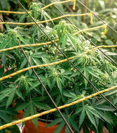Doctor Shiva Auto (Flash Seeds)