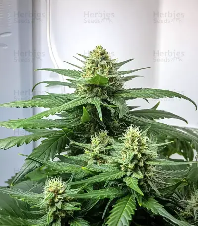 Dos Si Dos Auto Seeds