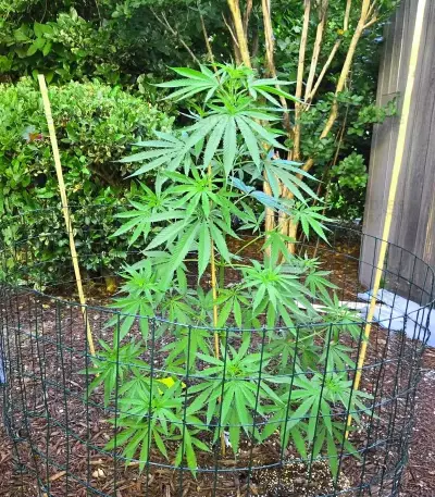 Durban Thai x C99 Feminized Seeds (Brothers Grimm Seeds)