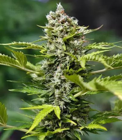 Exodus Cheese x Jack Herer x NL5 feminized seeds