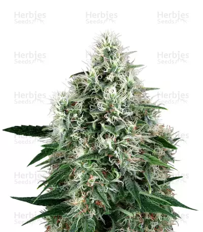 Graines de cannabis Fire OG Kush (Big Head Seeds)