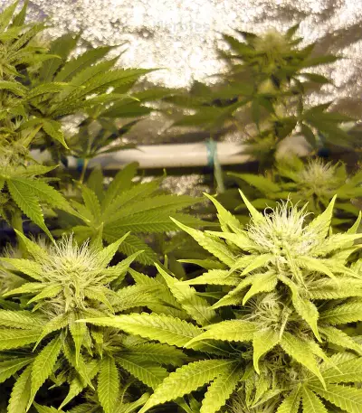 Fruity Juice Seeds