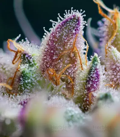 GMO Cookies Seeds