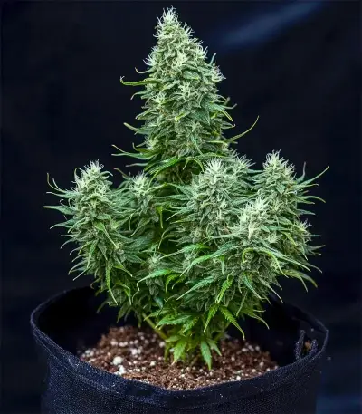 Green AK XL (AK-47 XL) (Zambeza Seeds)