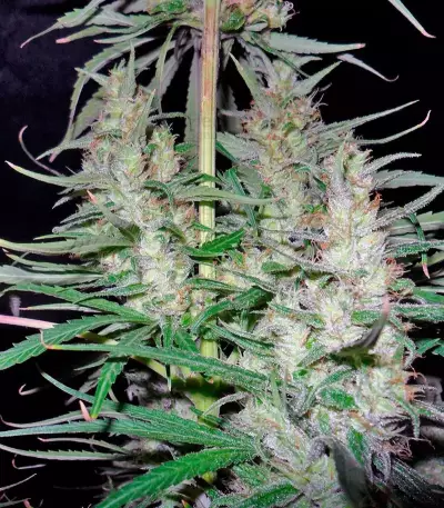 Hawaiian Snow (GHS)