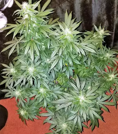 Larry OG Kush Seeds
