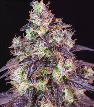 Semillas feminizadas Lemon Pie Auto (Fast Buds)