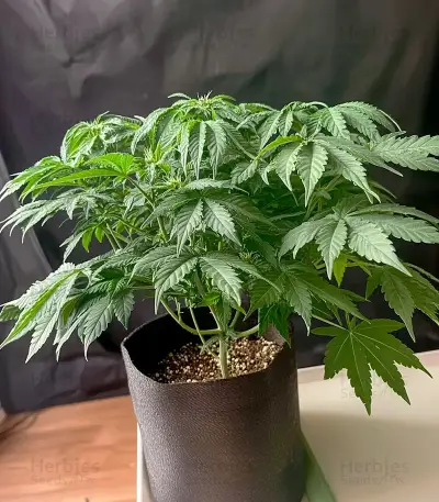 Milky Dreams Seeds