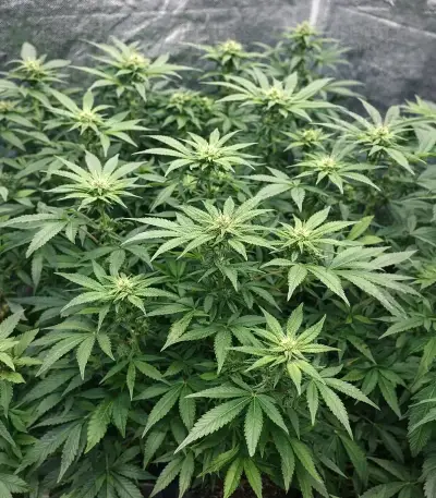 Moonshine Mass feminized seeds