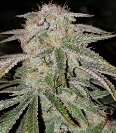 Nevil Bilbo Auto (Genehtik Seeds)