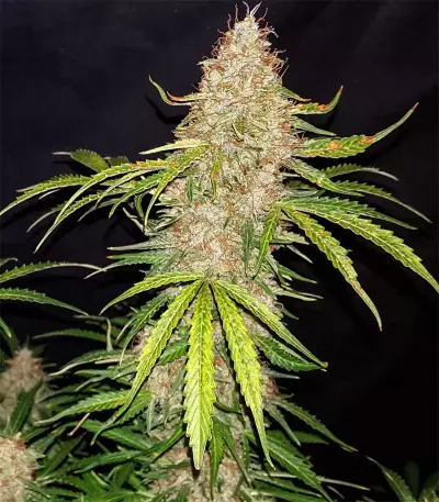 Original Auto Jack Herer Seeds