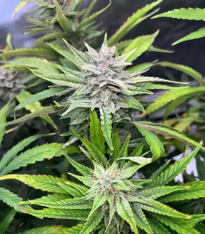 Pineapple Runtz Auto (Ethos Genetics)