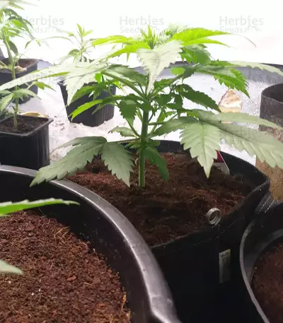 Shogun feminized seeds