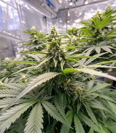 Skunk Haze Seeds