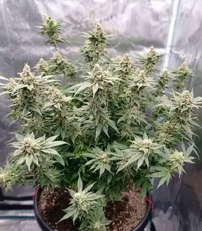 Super OG Kush Seeds
