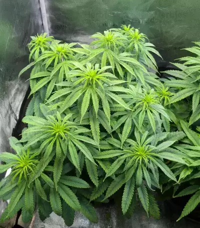 White Gold Feminized seeds