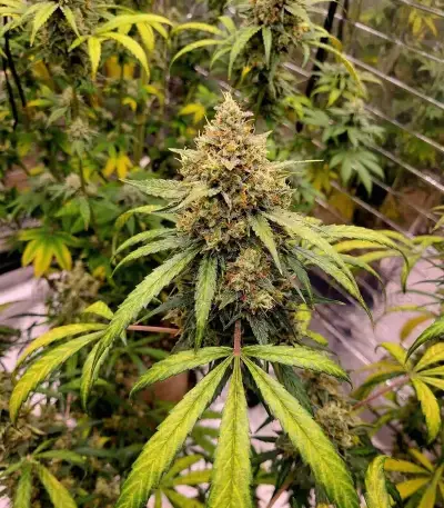White Tahoe Cookies Auto Seeds