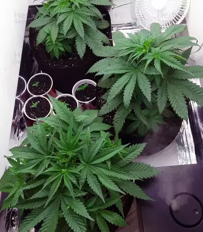White Widow x Big Bud (Female Seeds)
