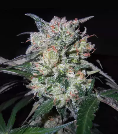 Zamaldelica x Kali China (Ace Seeds)