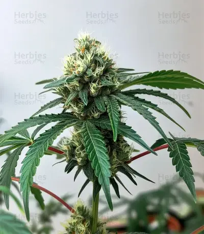 Ztrawberry Seeds