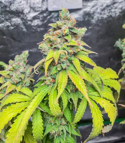 Semillas Feminizadas Totally Alpha OG (AlphaFem Seeds)