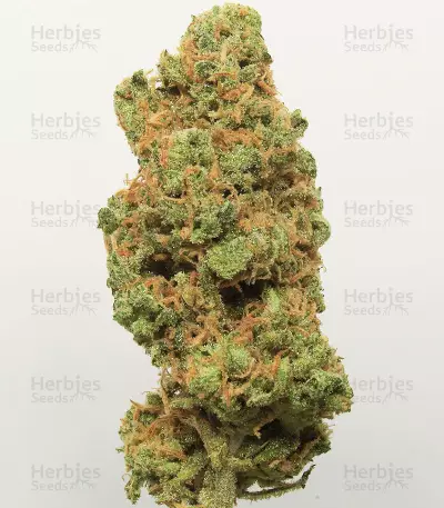 Semi femminizzati originali Trainwreck Auto