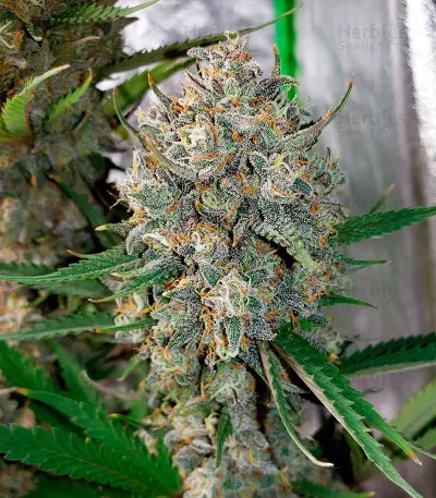 West Coast O.G. Auto Seeds