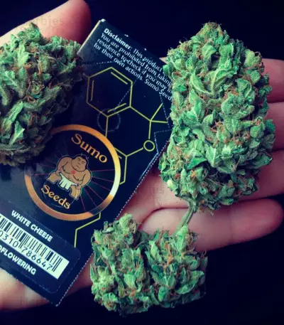 White Cheese Auto feminized seeds