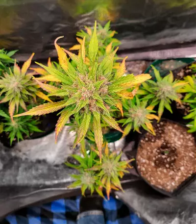 BlackBerry Autoflower (Herbies Seeds)