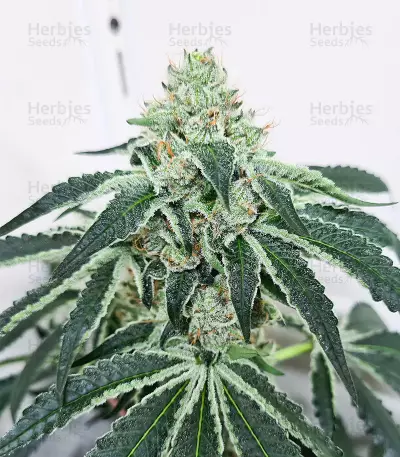 Gelato Fast Version (Herbies Seeds)