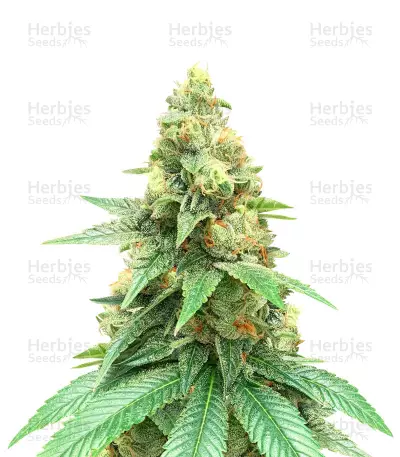 Train Wreck Feminized Seeds from Green House Seeds