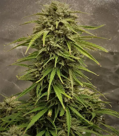4 Assed Monkey Seeds