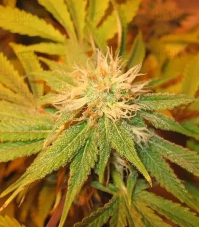 The Church Seeds