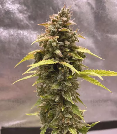 Original Auto Critical Seeds