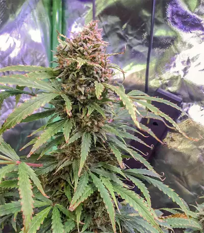 Semi di Tangerine Dream Auto fem