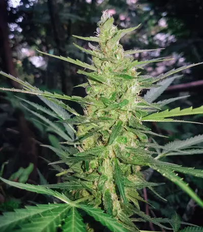 Blue OG strain