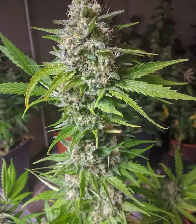 Boy Scout Cookies (Kalashnikov Seeds)