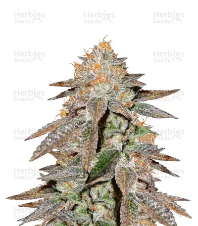 Buy Brain Cake cannabis seeds by Ripper Seeds