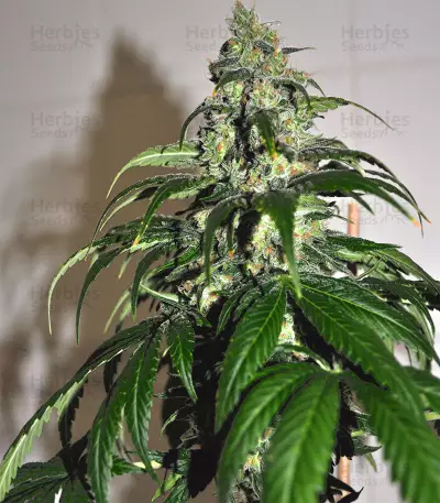 Cheez Wreck (Sagarmatha Seeds)