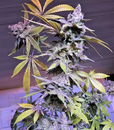 Cinderella XX (Brothers Grimm Seeds)