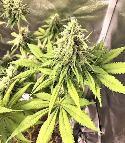 Semi femminizzati di Gorilla × White Widow