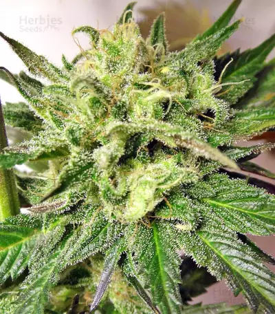 Graines de cannabis Kali China Breeders Pack (Ace Seeds)