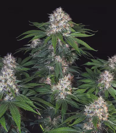 MOB Seeds