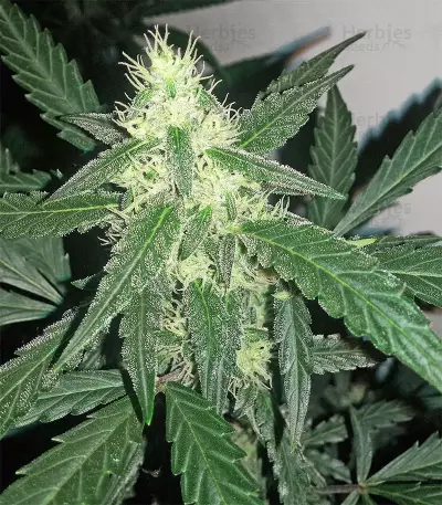 Melon Gum Auto Seeds