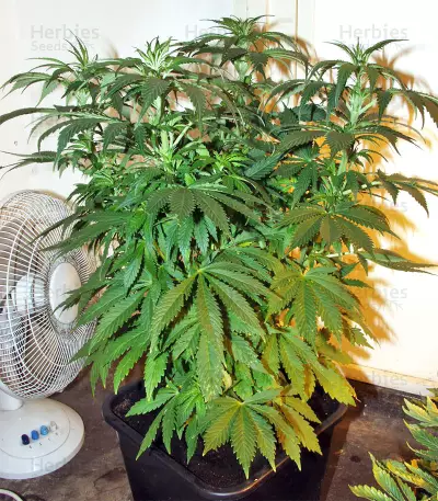 Semi femminizzati Nepal Jam