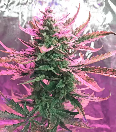 OG Kush Express Seeds