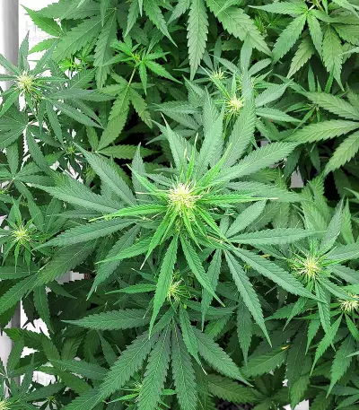 Semi Femminizzati Orange Buddy Auto (Herbies Seeds)