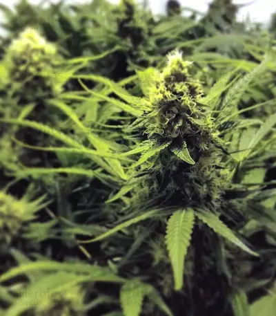 Pineapple Express #2 strain